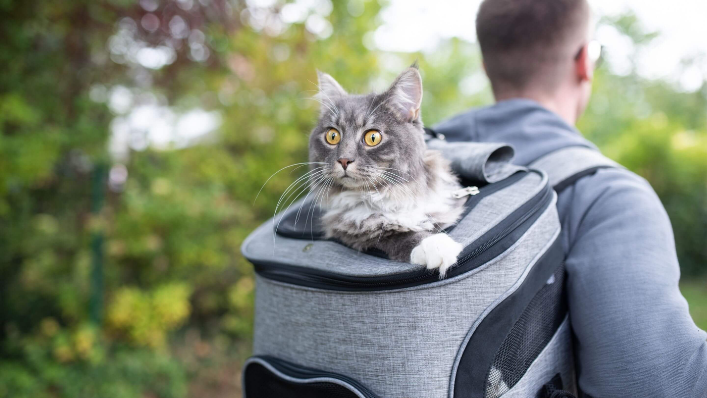 man carrying pet backpack on his shoulders with cat looking out the top