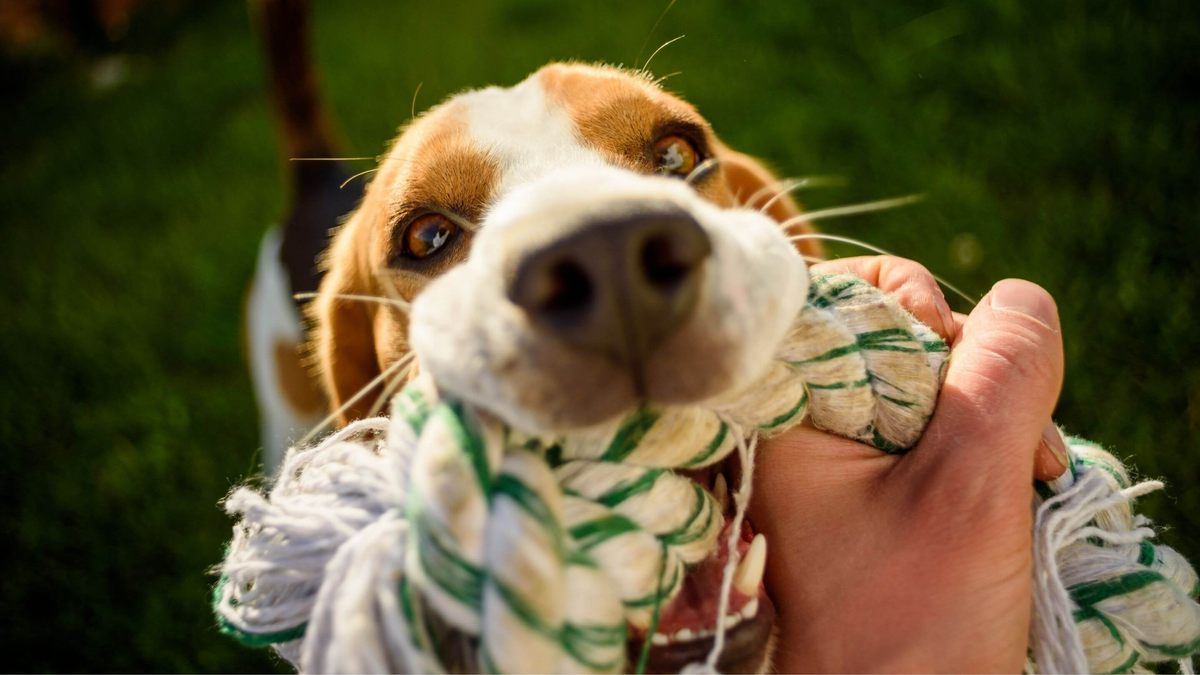 close up shot of dog playing with a rope pull toy