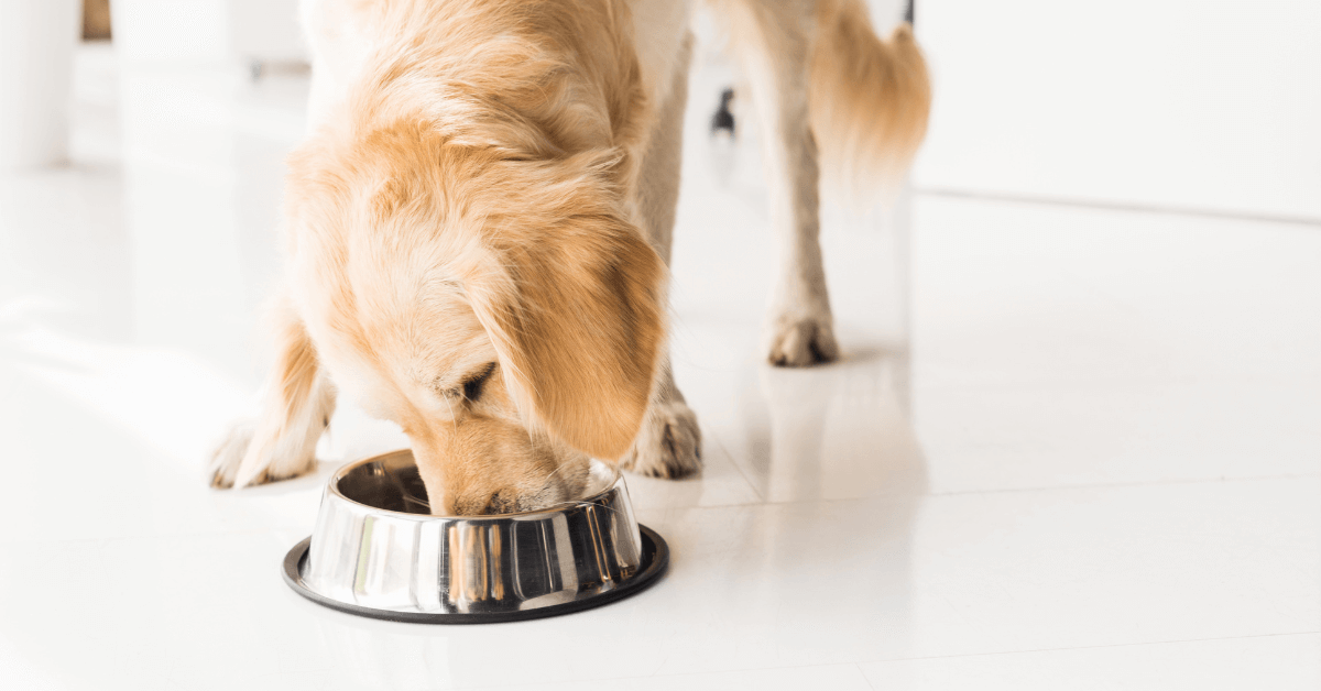 golden labrador dog eating meal from silver stainless steel bowl with non slip base in white kitchen area