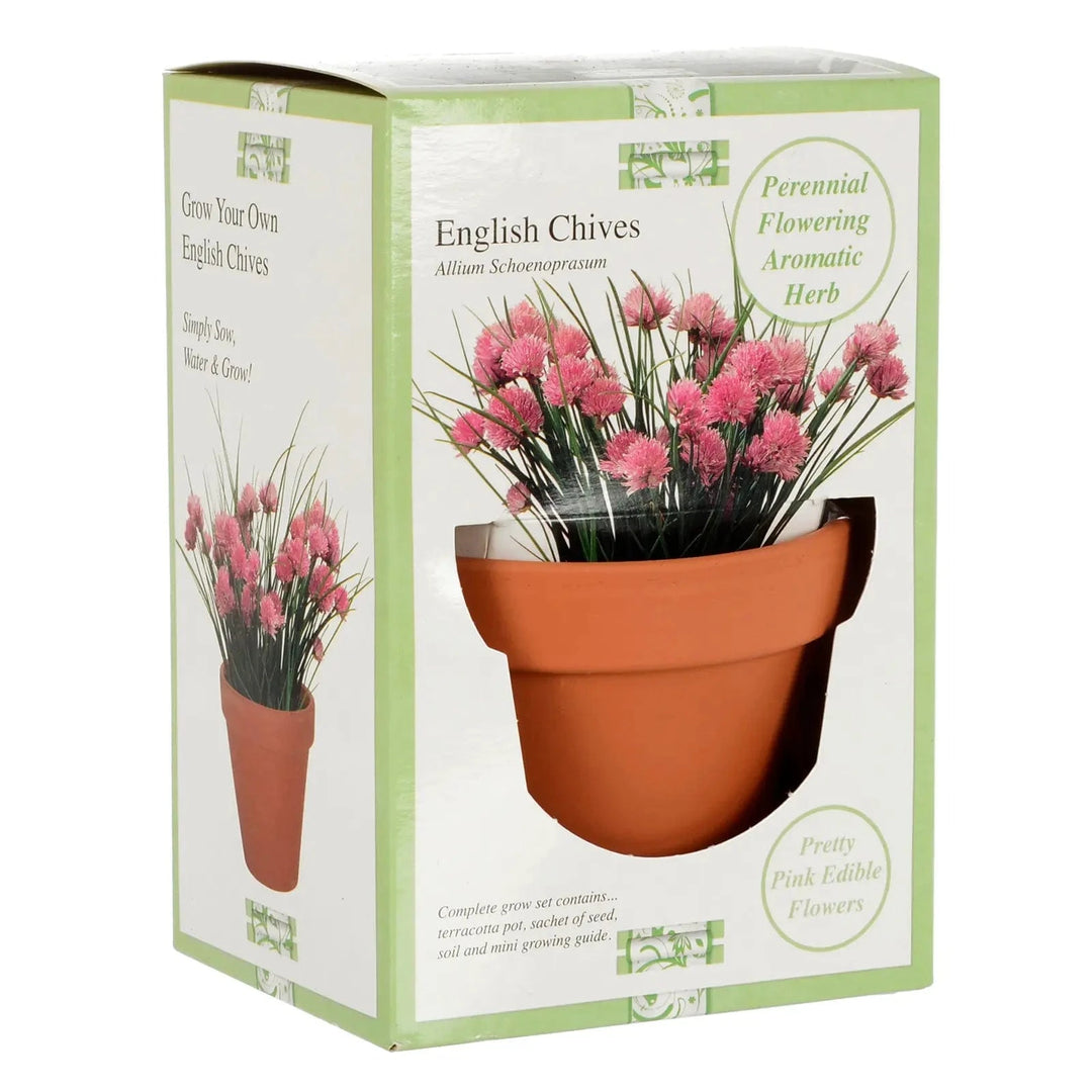 Gift box of grow your own English Chives with terracotta pot