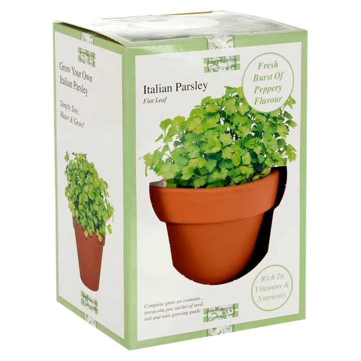 Gift box of grow your own Italian Flat Leaf Parsley with terracotta pot