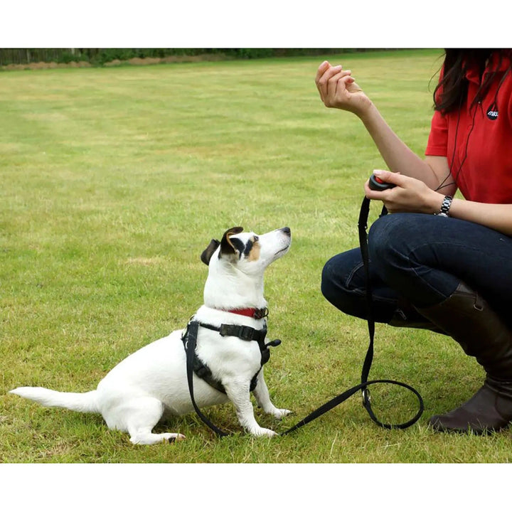 Lady using a clicker training aid to teach a Jack Russell dog