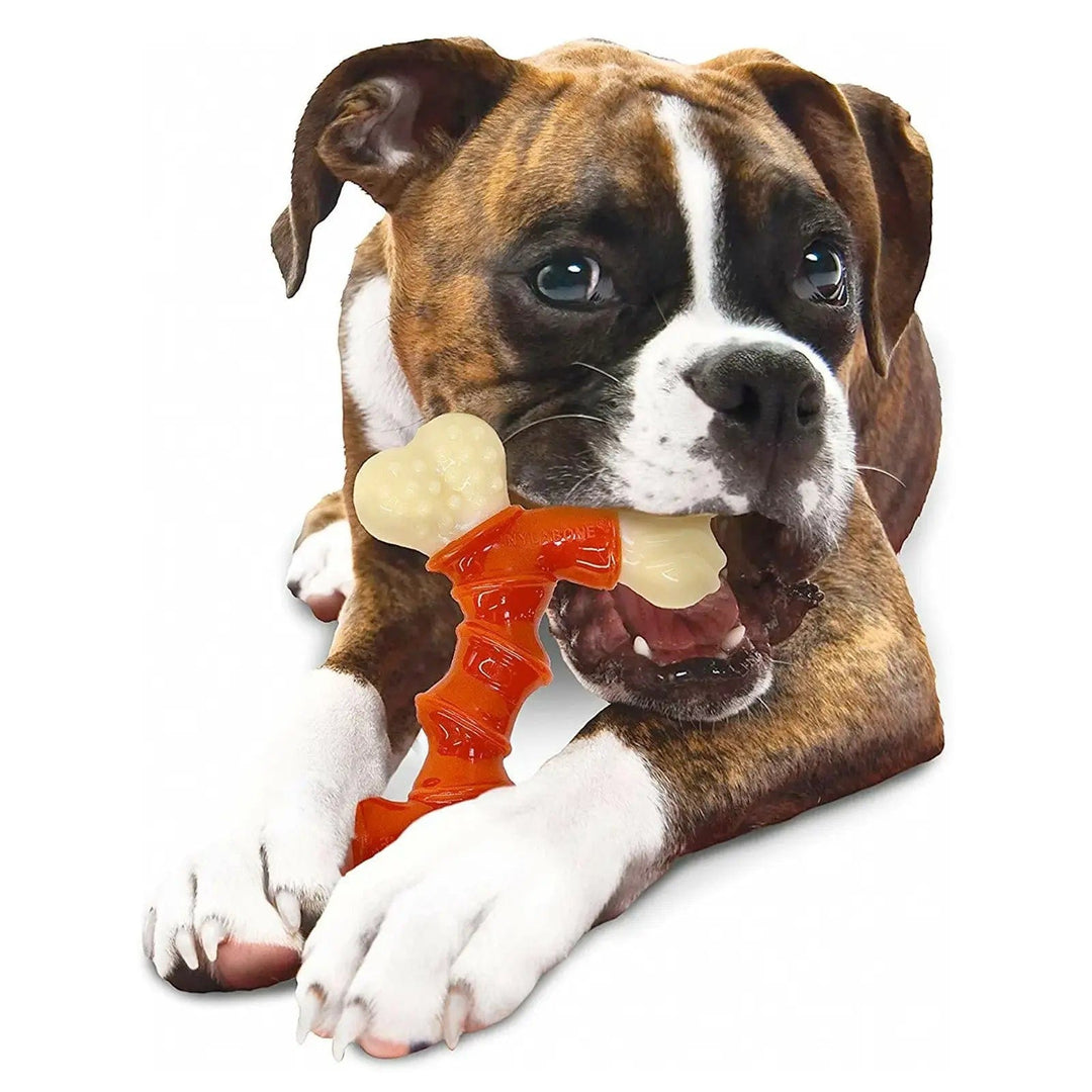 Boxer dog sitting chewing on a large double bone chew toy