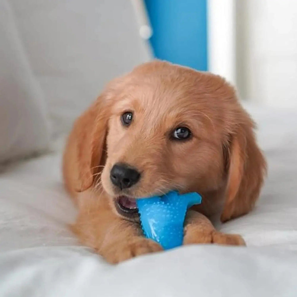 puppy chewing on a blue dinosaur shape teether