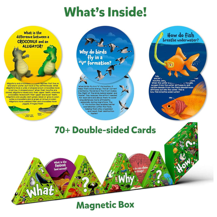 What's in the box of Science Snippets, with double sided cards and magnetic box
