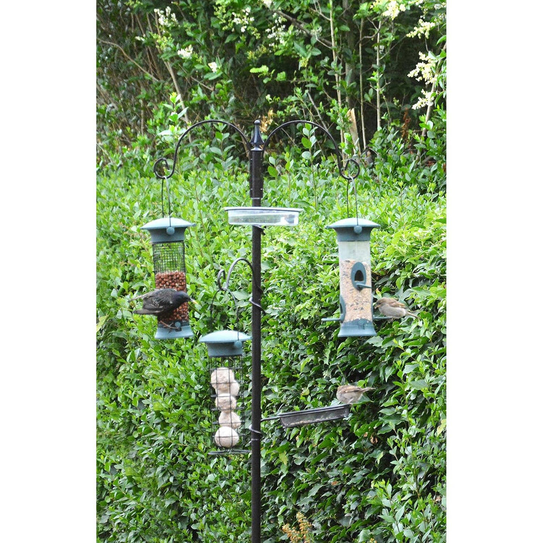 Birds at a bird feeder next to a garden hedge