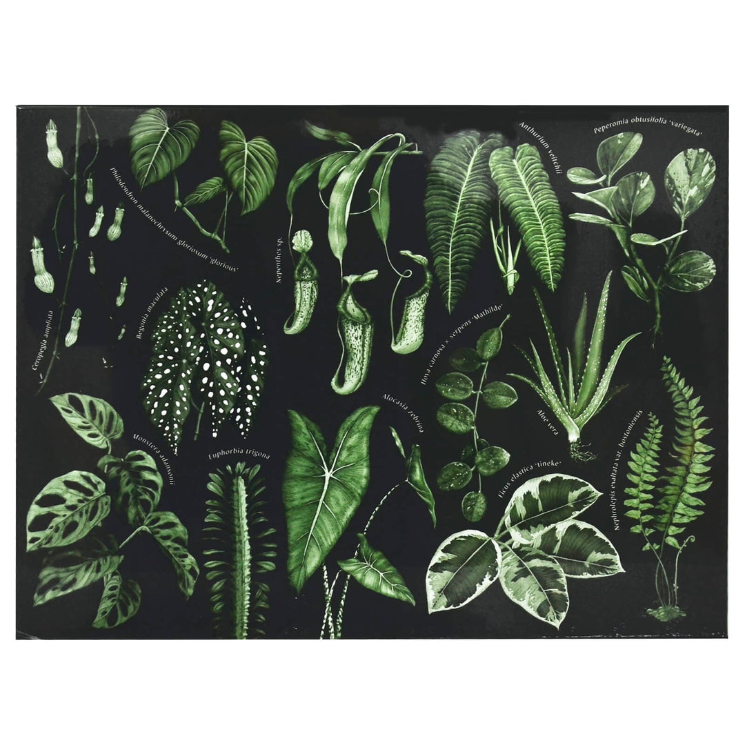 The House Plant Jigsaw Puzzle Botanical Foliage 1000 Pieces