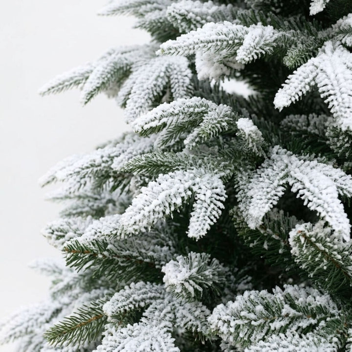 Close-up of a snow-covered pine tree