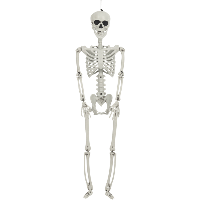 hanging 84cm skeleton on white background
