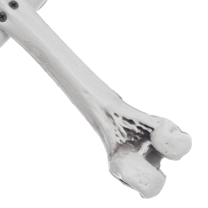 detail shot of realistic bone on white background 