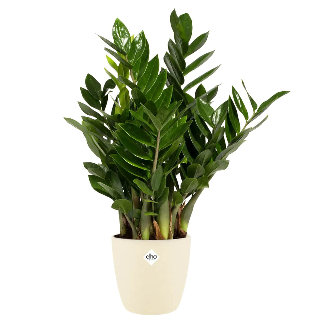 Elho Brussels Plastic Plant Pot Indoor Durable 100% Recyclable