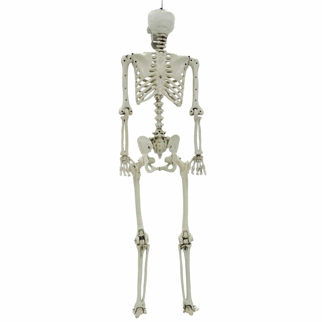 Life Size Poseable Skeleton Halloween Decoration Party Prop 152cm